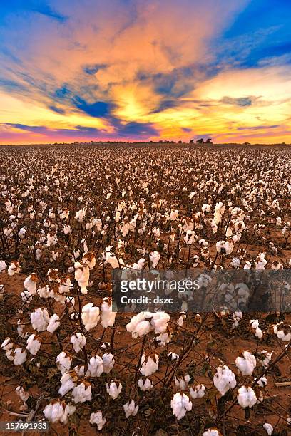 cotton in field at sunset ready for harvest - cotton plant stock pictures, royalty-free photos & images