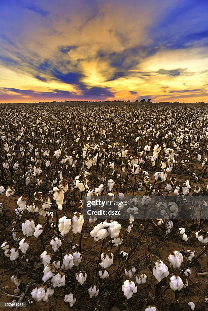 Algodão no campo ao pôr do sol pronto para a colheita