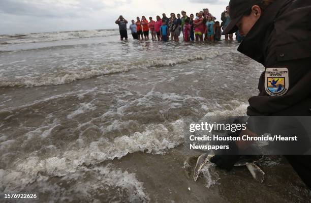 Charrish Stevens, U.S. Fish & Wildlife Service, releases a Kemp's ridley turtle into the Gulf of Mexico along with 50 other turtles at Stewart Beach...