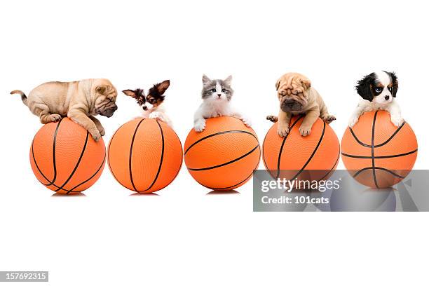 équipe de basket-ball - dog and ball photos et images de collection