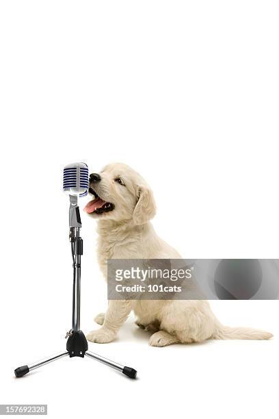 young singer - dog with long hair stock pictures, royalty-free photos & images