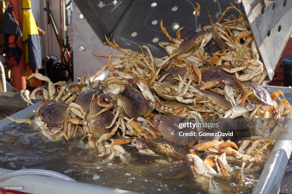 Live Dungeness Crabs Being Dumped into Shipping Container