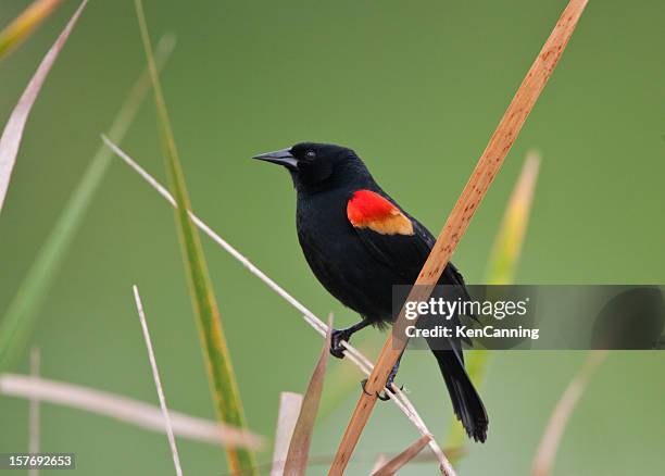 red-winged blackbird - rotschulterstärling stock-fotos und bilder