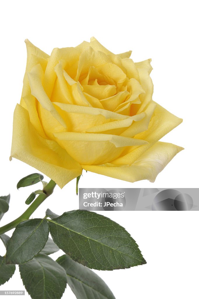 Yellow Opened Perfect Rose Isolated on White