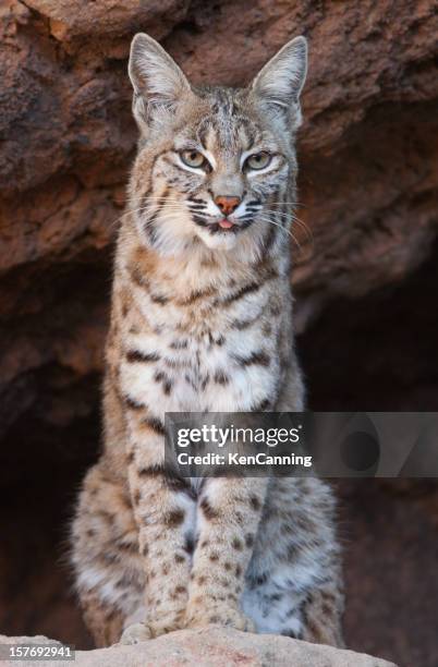 bobcat - rotluchs stock-fotos und bilder