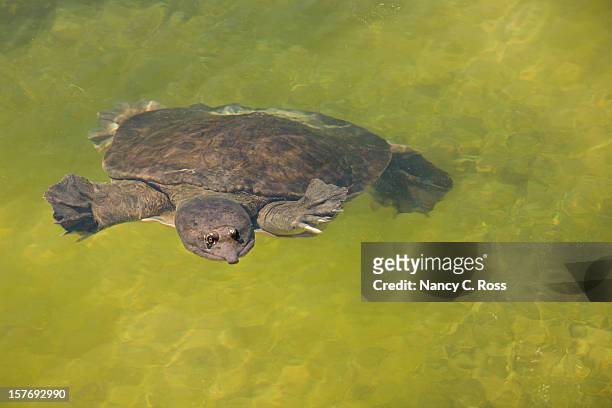 florida softshell turtle in green water, swamp - florida softshell turtle stock pictures, royalty-free photos & images