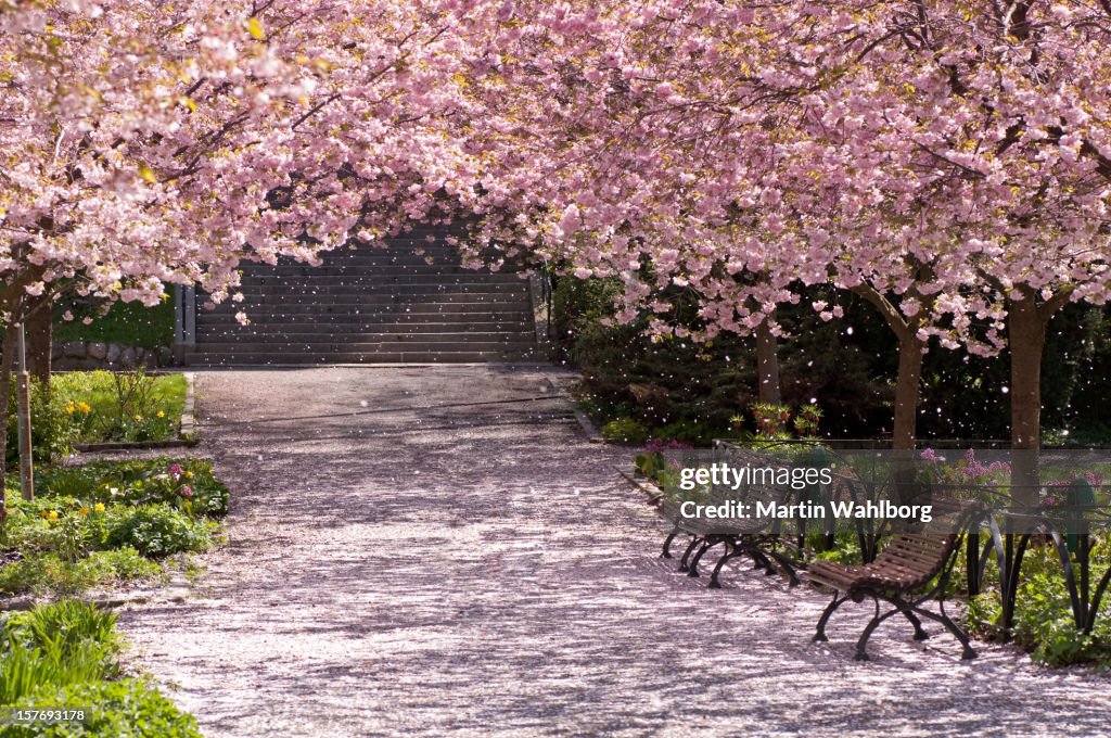 Magic light in cherry tree park