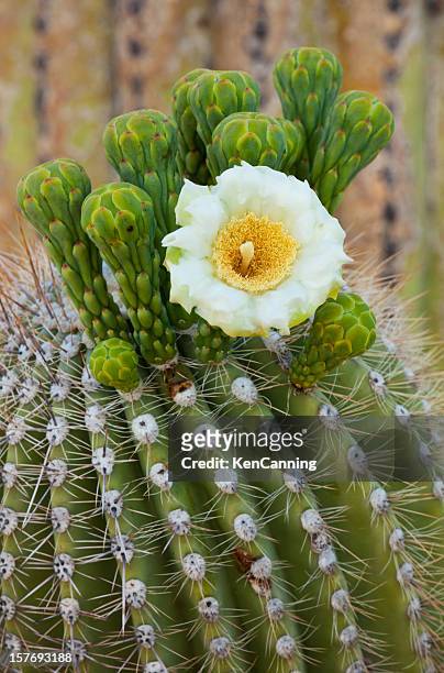 blossoming saguaro catus - saguaro national monument stockfoto's en -beelden