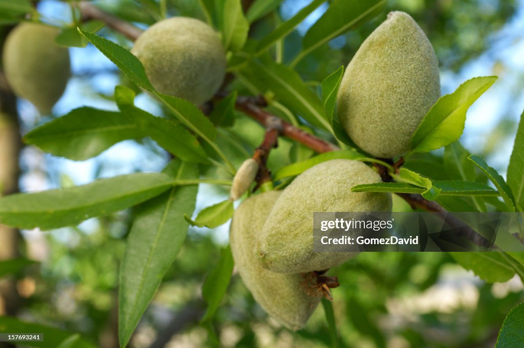 Close-up of Ripening Almonds on Central California Orchard
