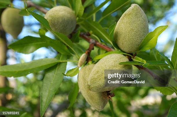 close-up of ripening almonds on central california orchard - almond tree 個照片及圖片檔