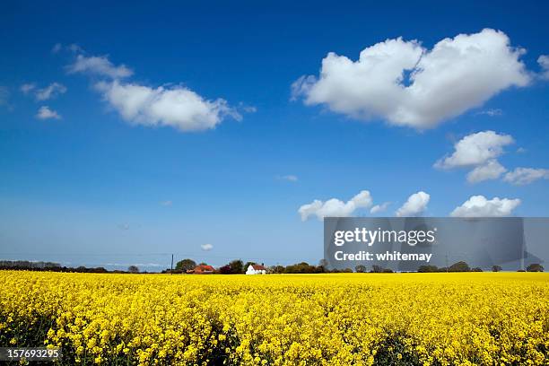 norfolk landscape with oilseed rape - eastern england stock pictures, royalty-free photos & images