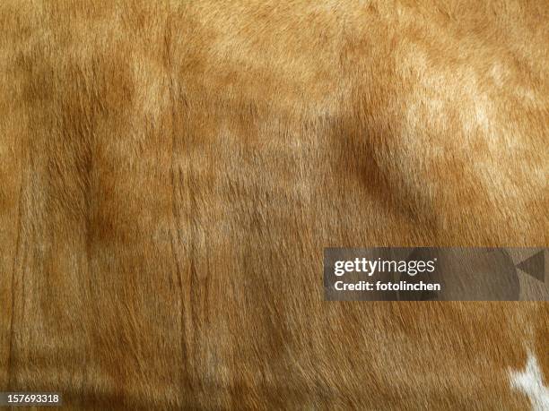 piel de vaca - cerda-pelo-de-animal fotografías e imágenes de stock