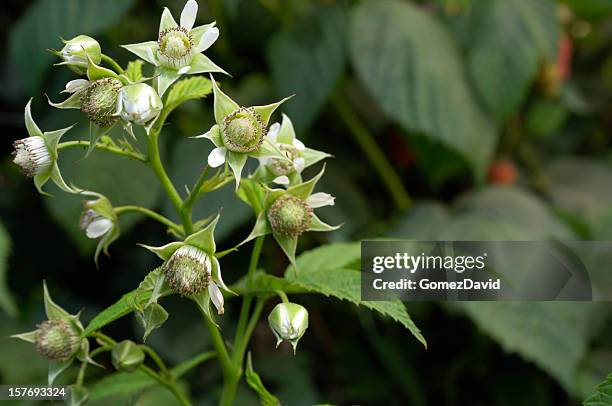 Lovato Raspberry Flower 123 Raspberry Vines Stock Photos, High-Res Pictures, and Images - Getty ...