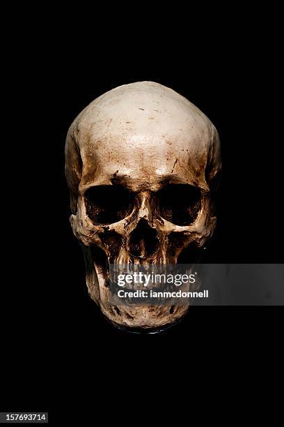 skull - schedel stockfoto's en -beelden