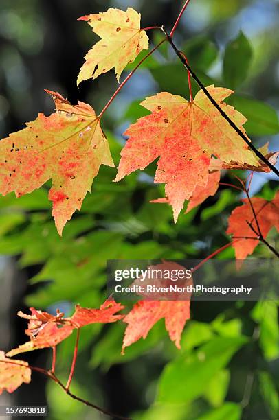 autumn foliage, michigan - changing color stock pictures, royalty-free photos & images