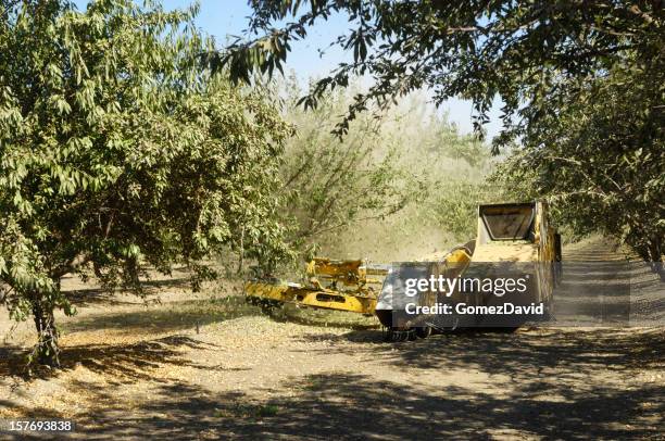 almond harvest process of shaking nuts off trees - almond stock pictures, royalty-free photos & images