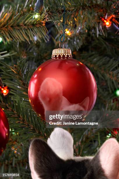 christmas ornament and cat toy - cat batting stock pictures, royalty-free photos & images