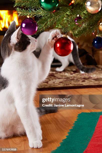 attacking christmas ornaments - animals attacking stock pictures, royalty-free photos & images