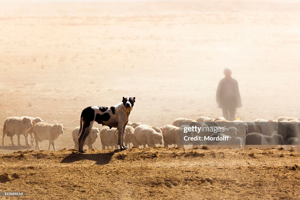 Sheeps, Hund und Shepherd