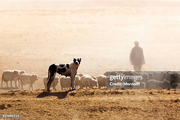 sheeps, perros y shepherd - perro adiestrado fotografías e imágenes de stock