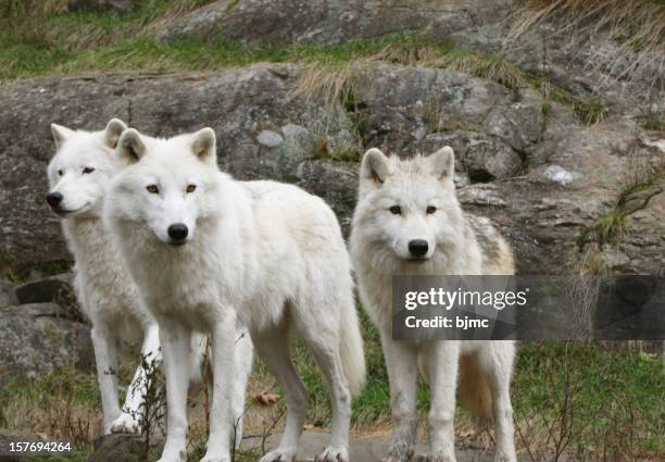 Three Santa Wolves 10,277 Three Wolves Stock Photos, High-Res Pictures, and Images - Getty ...