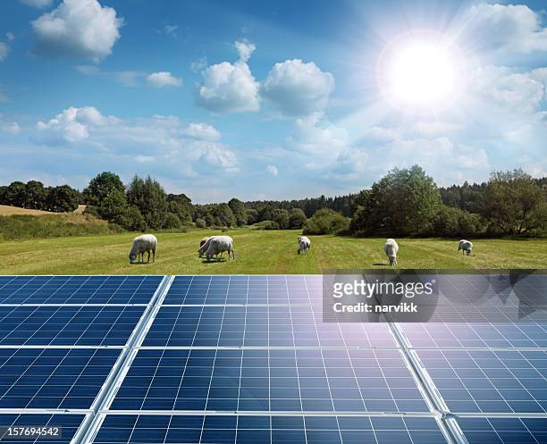 sun, solar panels and green field with grazing sheep - sheep field stock pictures, royalty-free photos & images