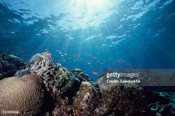 close-up underwater shot of a colorful reef - ray fish stock pictures, royalty-free photos & images