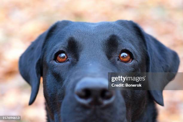 Vision Labrador 3,619 Eye Lab Stock Photos, High-Res Pictures, and Images - Getty Images
