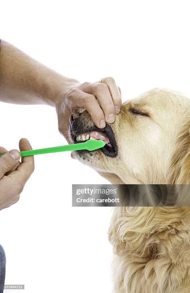 Dog Getting His Teeth Brushed