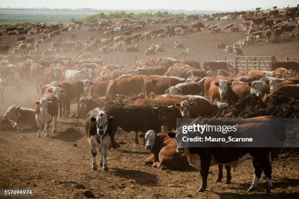 feedlot full of hereford cows. - large group of animals stock pictures, royalty-free photos & images