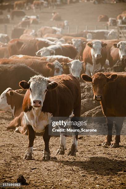 herds of a hereford cattle at a feedlot - hereford cow stock pictures, royalty-free photos & images