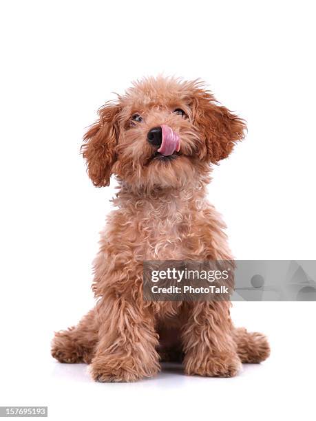 piccolo cane-xxlarge - tongue foto e immagini stock