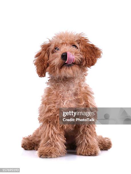 little dog - xxlarge - cute food stock pictures, royalty-free photos & images