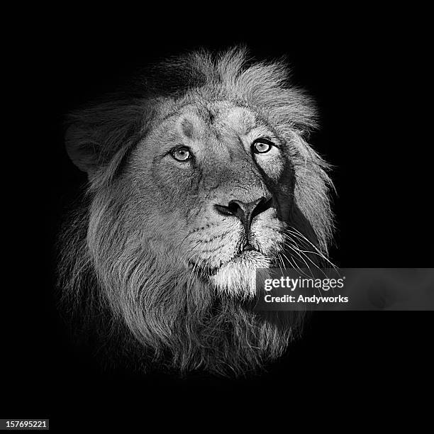 black and white portrait of a lion - dark panthera stock pictures, royalty-free photos & images