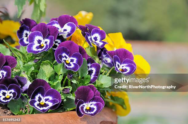 spring flower pot - pansy stock-fotos und bilder