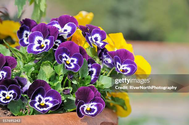 spring flower pot - pansies stock pictures, royalty-free photos & images