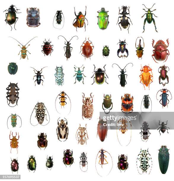 beetle collection xxxl - beetle isolated stock pictures, royalty-free photos & images