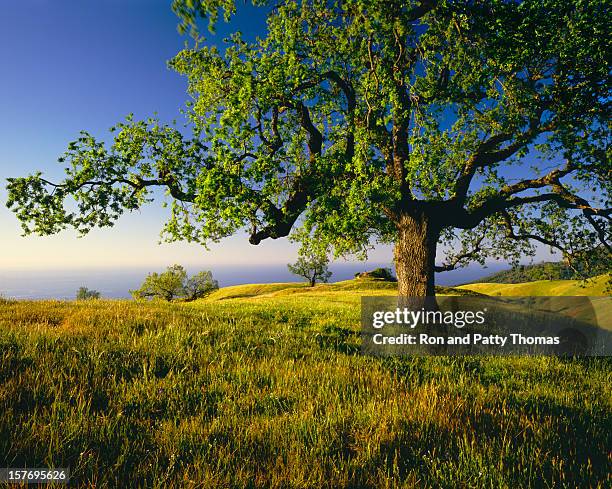 lone oak tree on hill top (g) - oak tree stock pictures, royalty-free photos & images