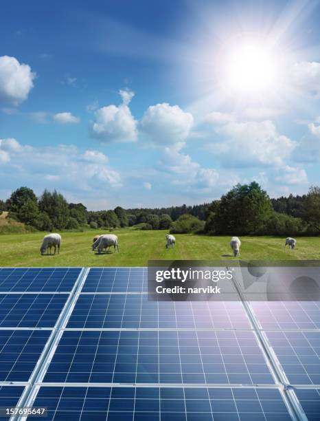 sun, solar panels and green field with grazing sheep - sheep field stock pictures, royalty-free photos & images