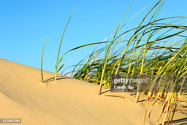 grass in the dunes - marram grass stock pictures, royalty-free photos & images