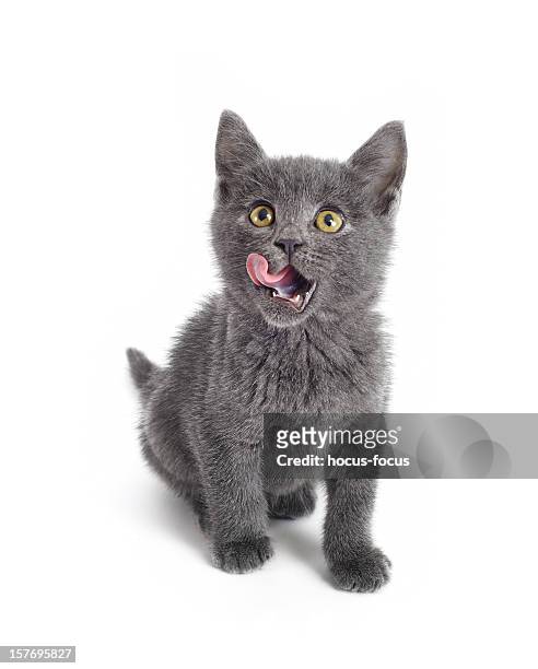 hungrig lustige kitty - cat on white stock-fotos und bilder