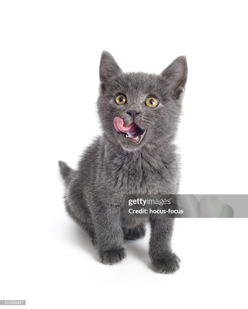 Affamato divertente kitty