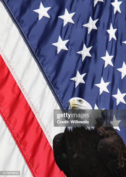 eagle and american usa flag - vertical - american flag eagle bildbanksfoton och bilder