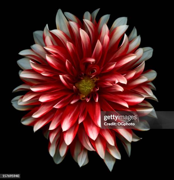 306点のダリアのストックフォト Getty Images 306点のダリアのストックフォト Getty Images