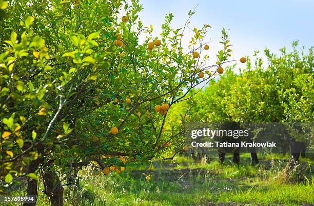 limón árboles. - arboleda fotografías e imágenes de stock