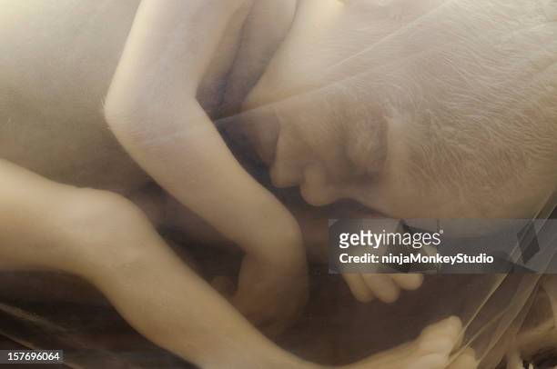 human baby inside the womb - foetus stock pictures, royalty-free photos & images