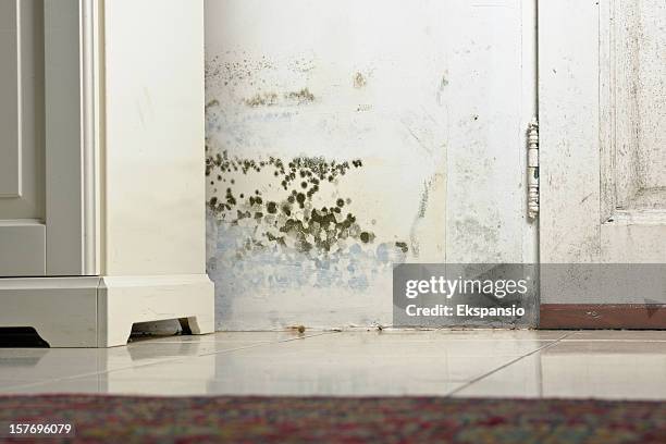 stampi matrici umidità e macchie sul muro porta dietro cabinet - regno dei funghi foto e immagini stock