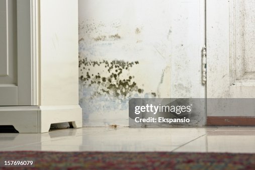 Mold Mould Stains on Damp Wall and Door behind Cabinet Mold Mould Stains on Damp Wall and Door behind Cabinet