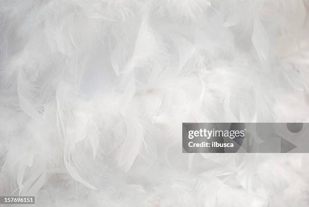 weißen federn hintergrund - feathers stock-fotos und bilder