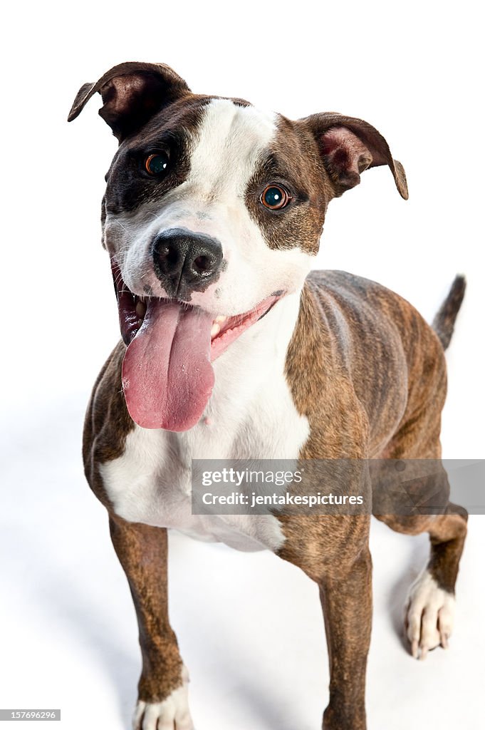 Perro Aislado en blanco